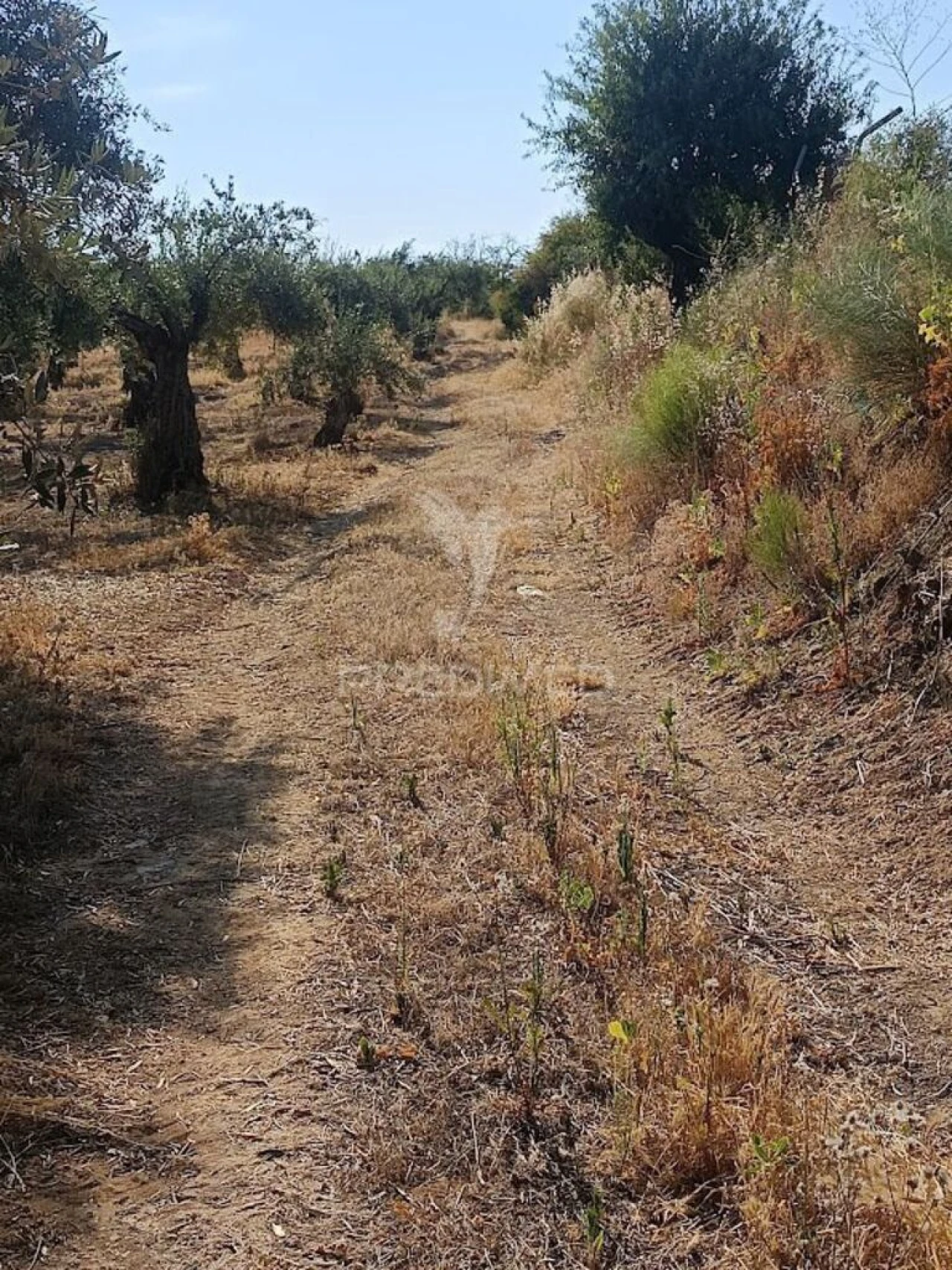 Terreno para Venda em São João Baptista Foto 6