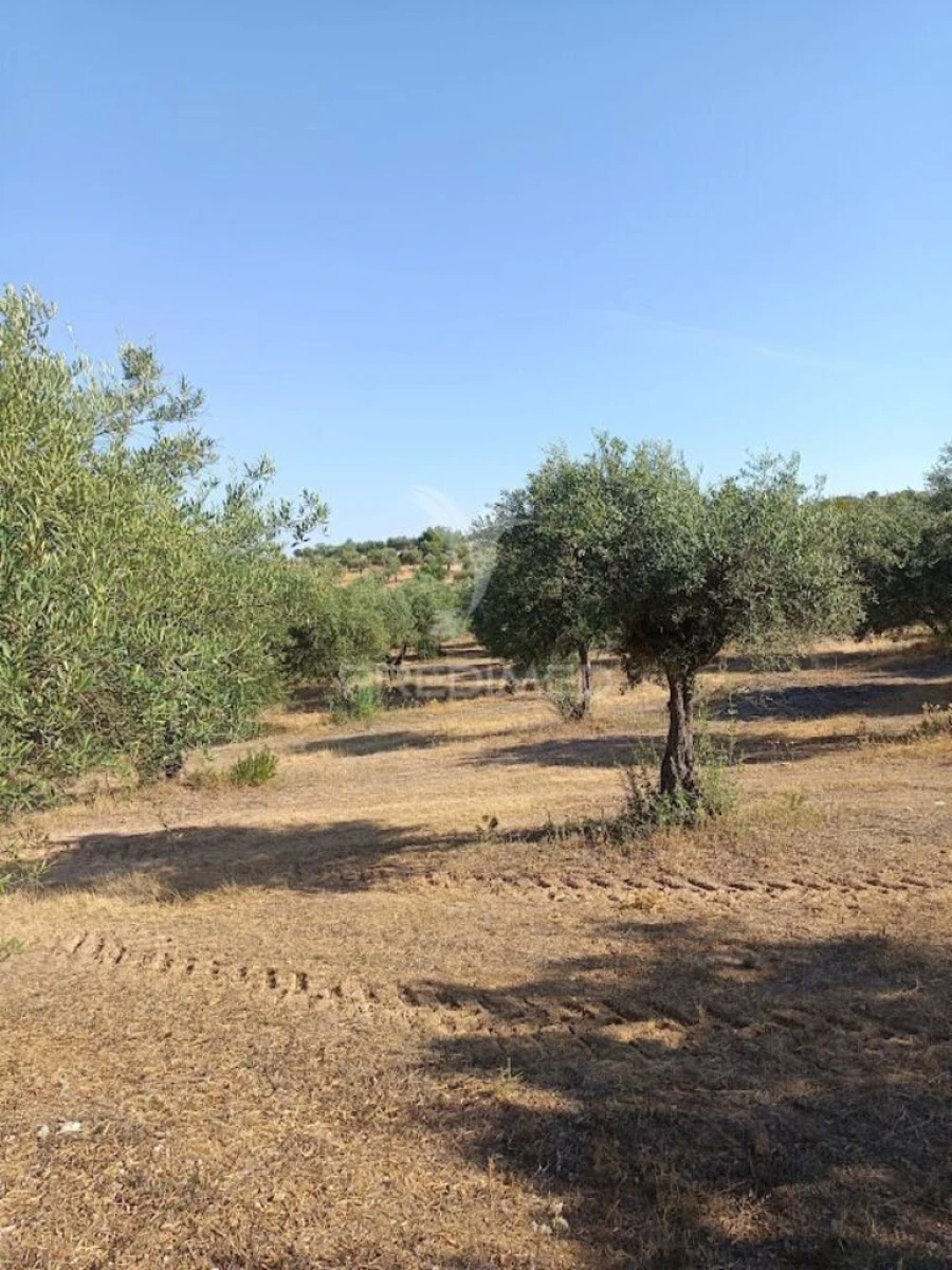 Terreno para Venda em São João Baptista Foto 3