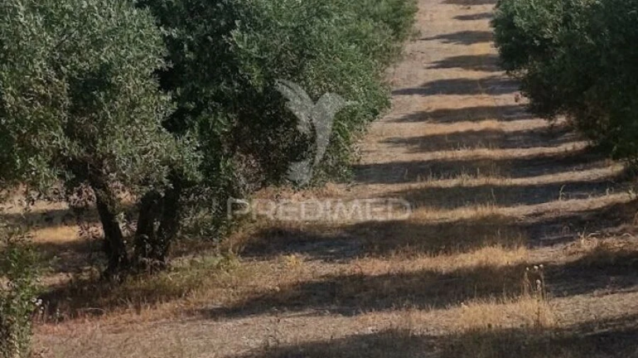 Terreno para Venda em São João Baptista