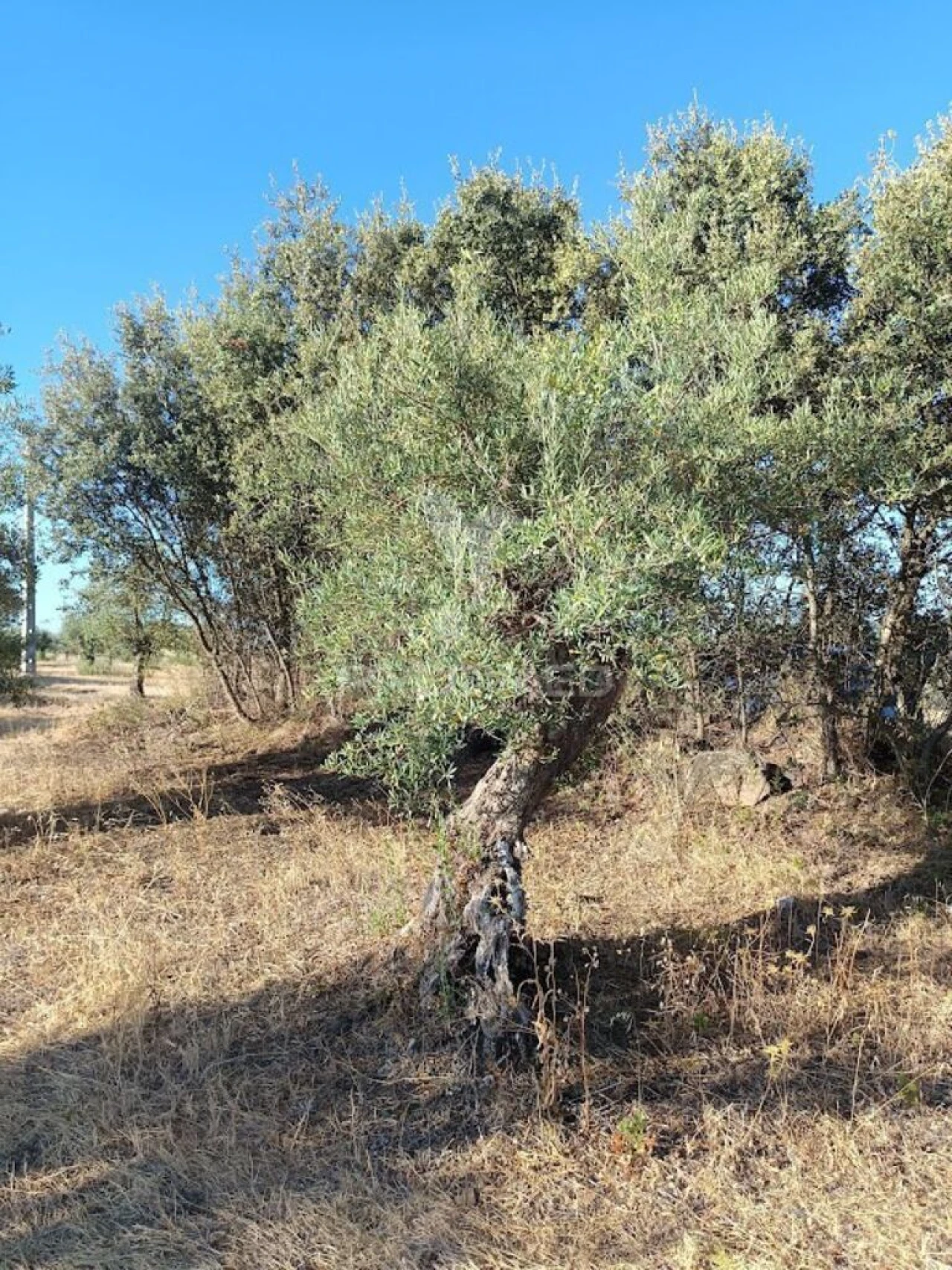 Terreno para Venda em São João Baptista Foto 7