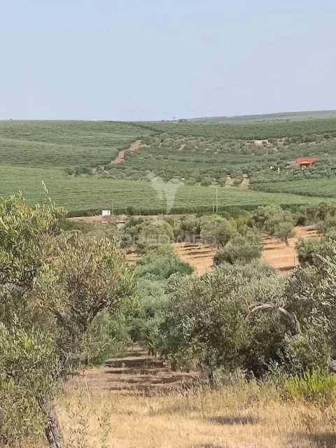 Terreno para Venda em São João Baptista