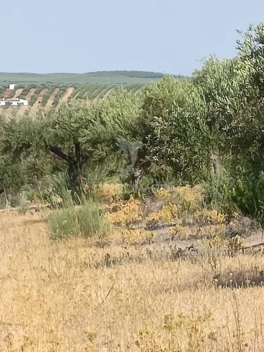 Terreno para Venda em São João Baptista Foto 20