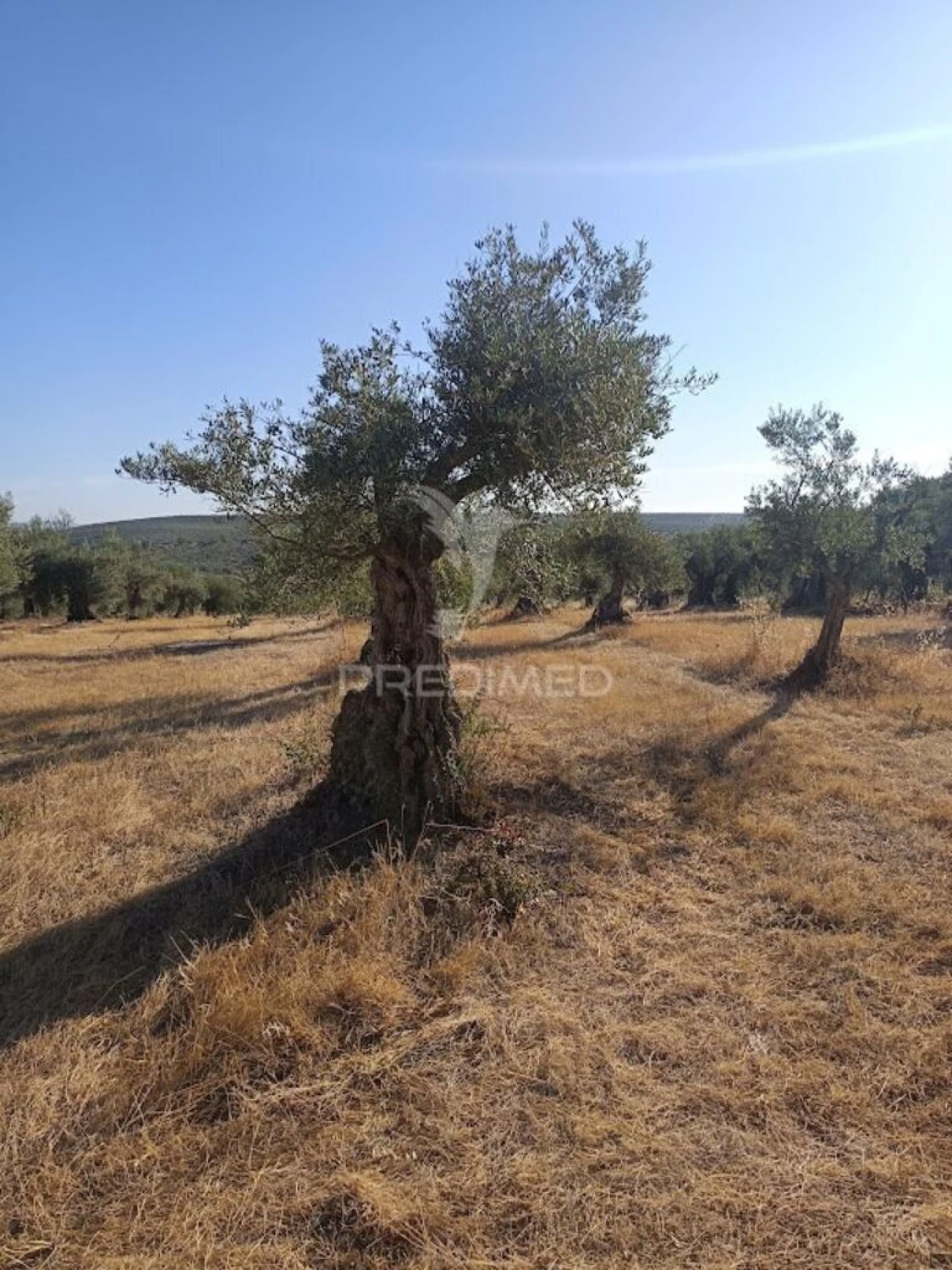 Terreno para Venda em São João Baptista Foto 6