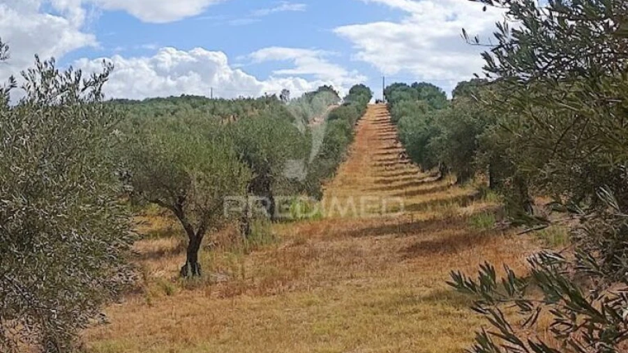 Terreno para Venda em São João Baptista