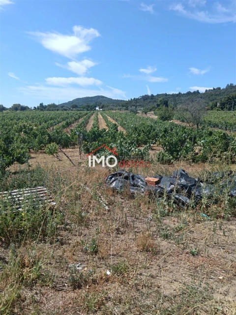 Quinta T2 para Venda em Ribeira de Nisa e Carreiras