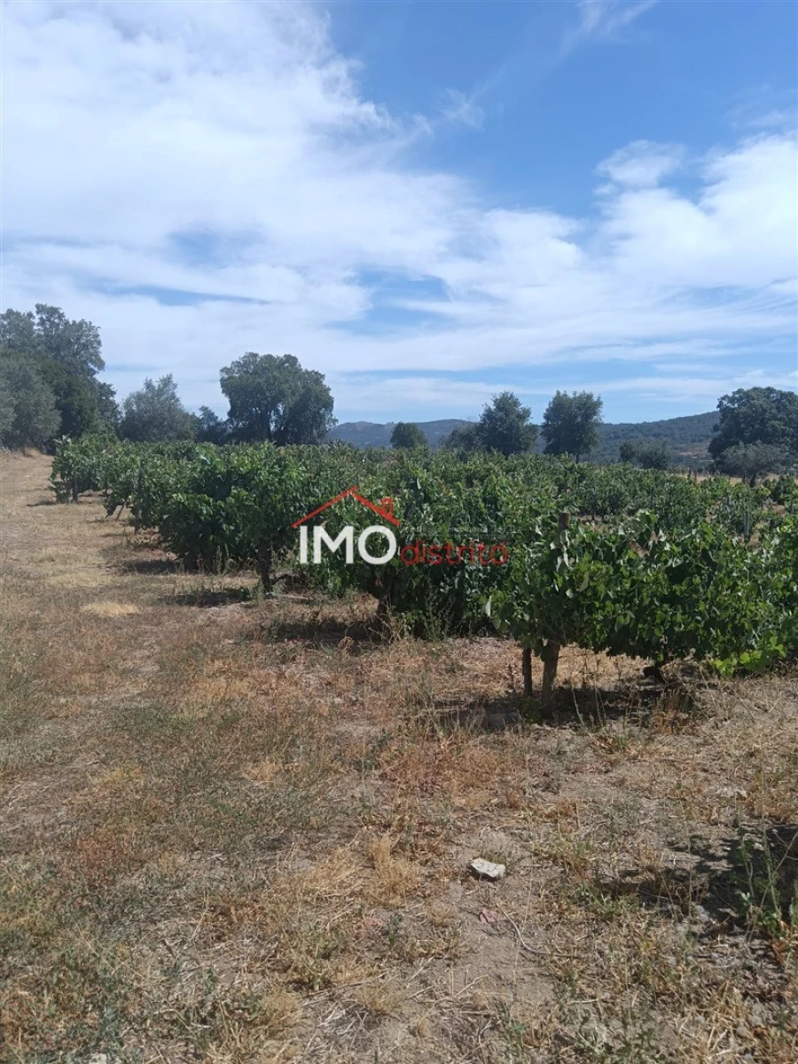 Quinta T2 para Venda em Ribeira de Nisa e Carreiras Foto 4
