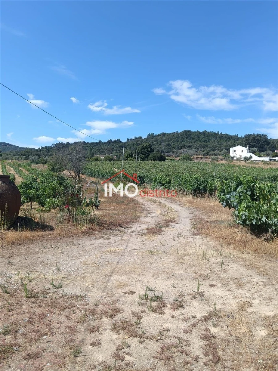 Quinta T2 para Venda em Ribeira de Nisa e Carreiras Foto 23