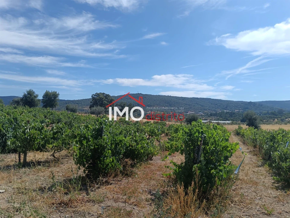 Quinta T2 para Venda em Ribeira de Nisa e Carreiras Foto 22