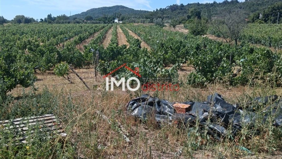 Quinta T2 para Venda em Ribeira de Nisa e Carreiras