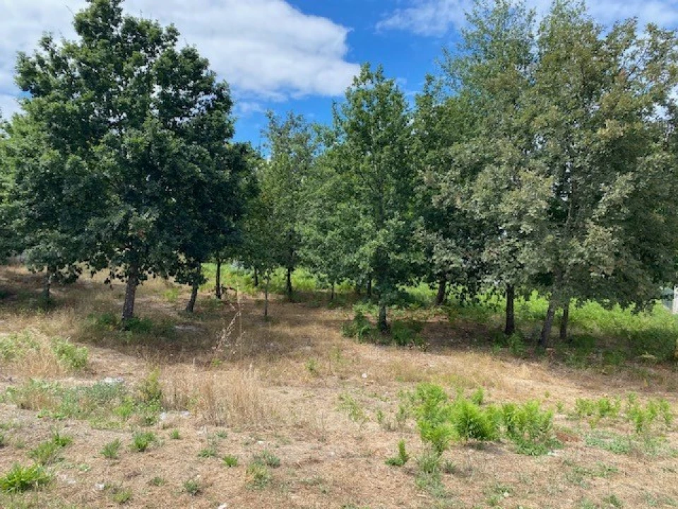 Terreno para Venda em Campo Foto 1
