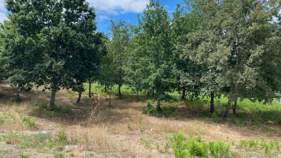 Terreno para Venda em Campo