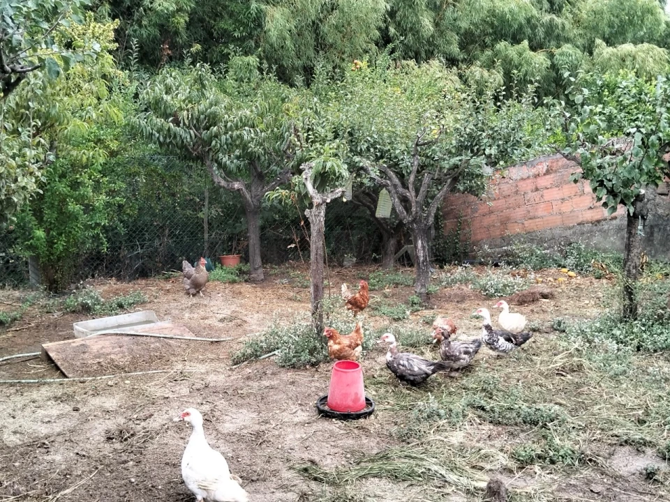 Moradia T3 para Venda em Bustos, Troviscal e Mamarrosa Foto 58