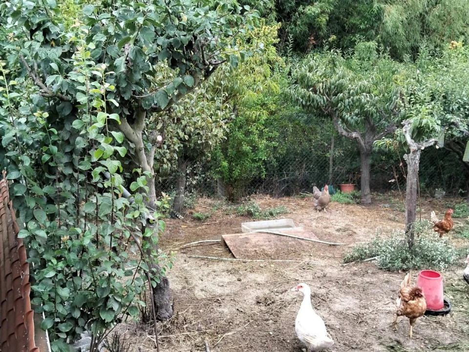 Moradia T3 para Venda em Bustos, Troviscal e Mamarrosa Foto 59