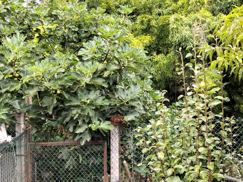 Moradia T3 para Venda em Bustos, Troviscal e Mamarrosa Foto 61