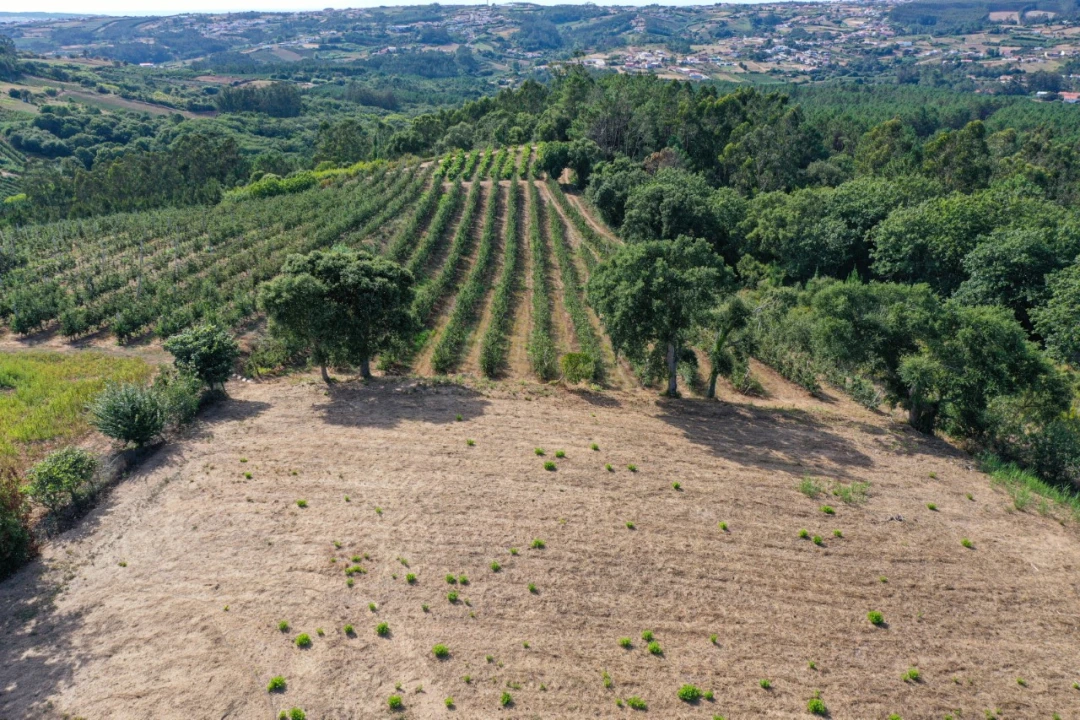 Terreno para Venda em Vimeiro Foto 14