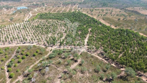 Quinta T0 para Venda em São Domingos e Vale de Água