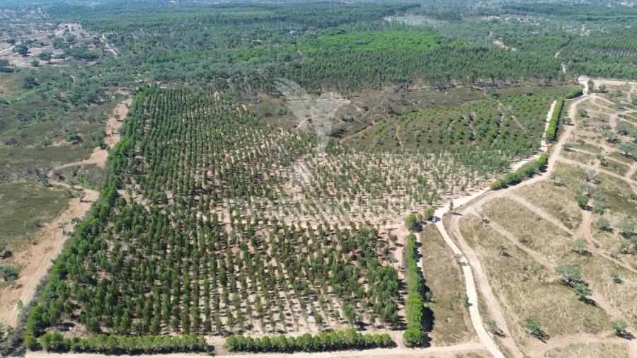 Quinta T0 para Venda em São Domingos e Vale de Água