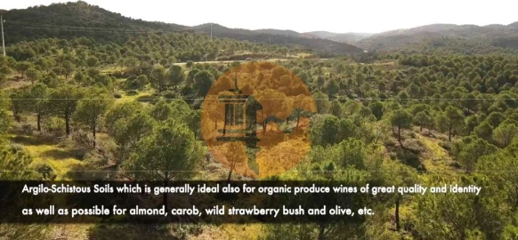 Terreno para Venda em Vaqueiros