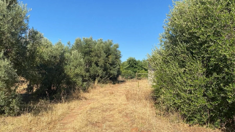 Terreno para Venda em Albufeira e Olhos de Água Foto 10