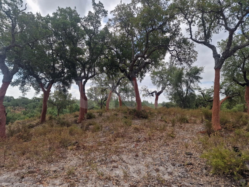 Terreno Agricola ou Rústico para Venda em Galveias Foto 4