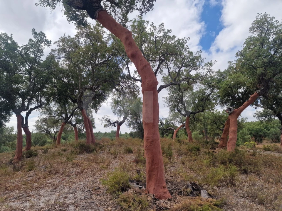 Terreno Agricola ou Rústico para Venda em Galveias Foto 5
