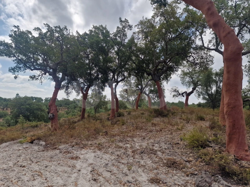Terreno Agricola ou Rústico para Venda em Galveias Foto 7