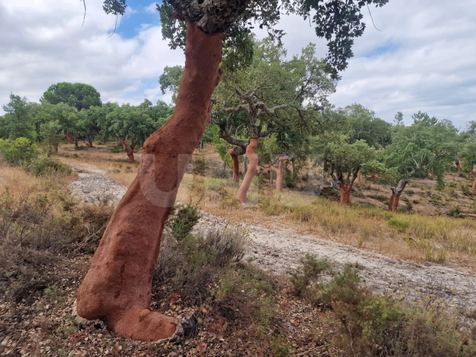 Terreno Agricola ou Rústico para Venda em Galveias Foto 9