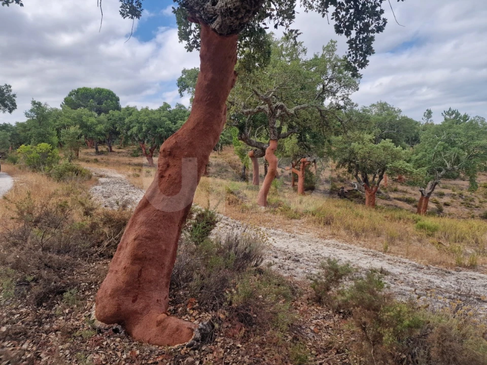 Terreno Agricola ou Rústico para Venda em Galveias Foto 10