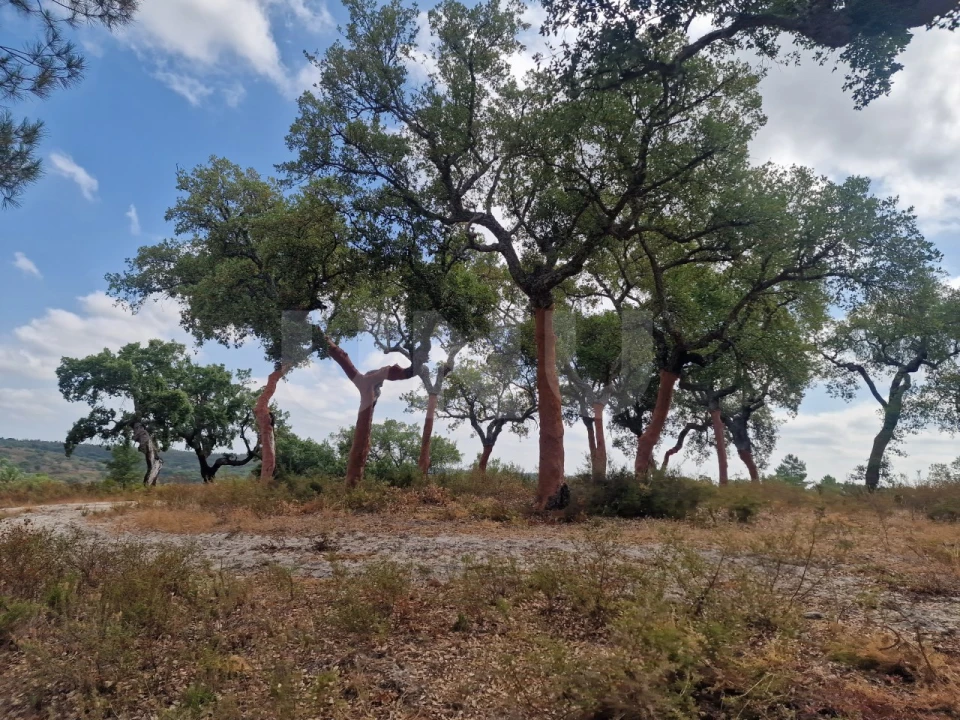 Terreno Agricola ou Rústico para Venda em Galveias Foto 11