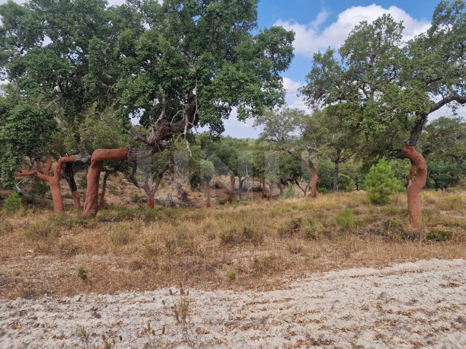 Terreno Agricola ou Rústico para Venda em Galveias Foto 1
