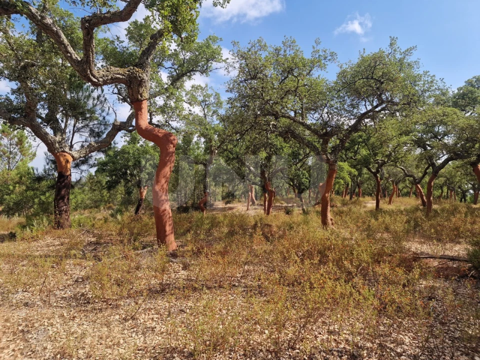 Terreno Agricola ou Rústico para Venda em Galveias Foto 16