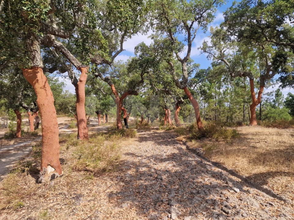 Terreno Agricola ou Rústico para Venda em Galveias Foto 17