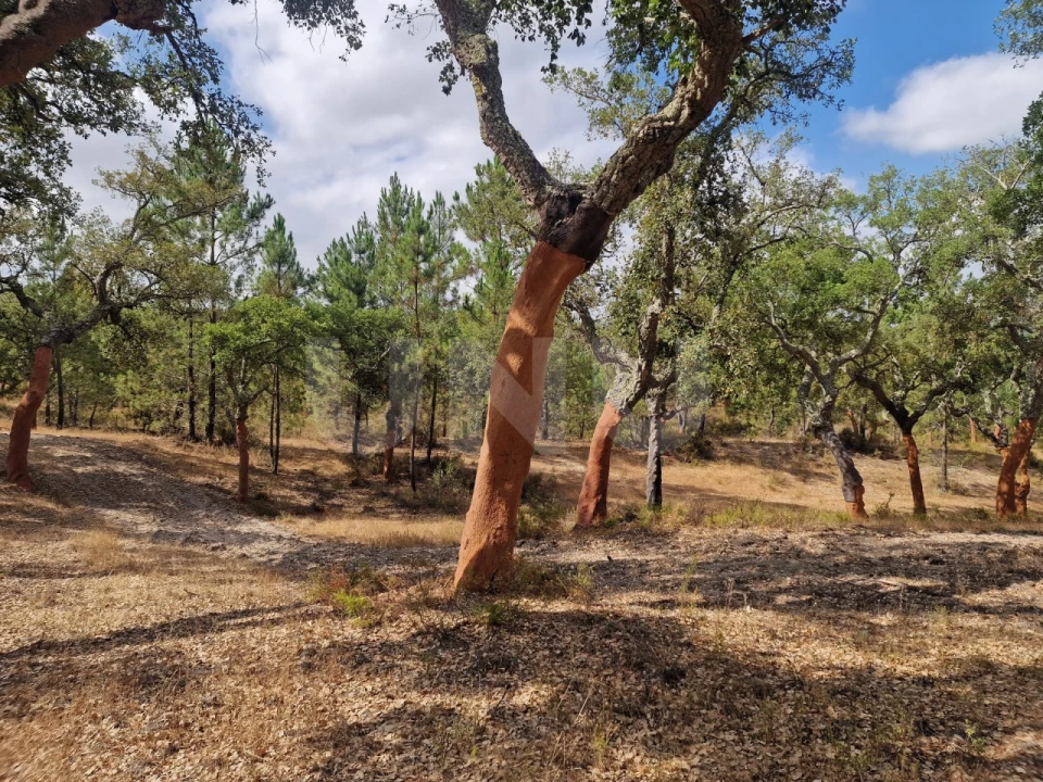 Terreno Agricola ou Rústico para Venda em Galveias Foto 18