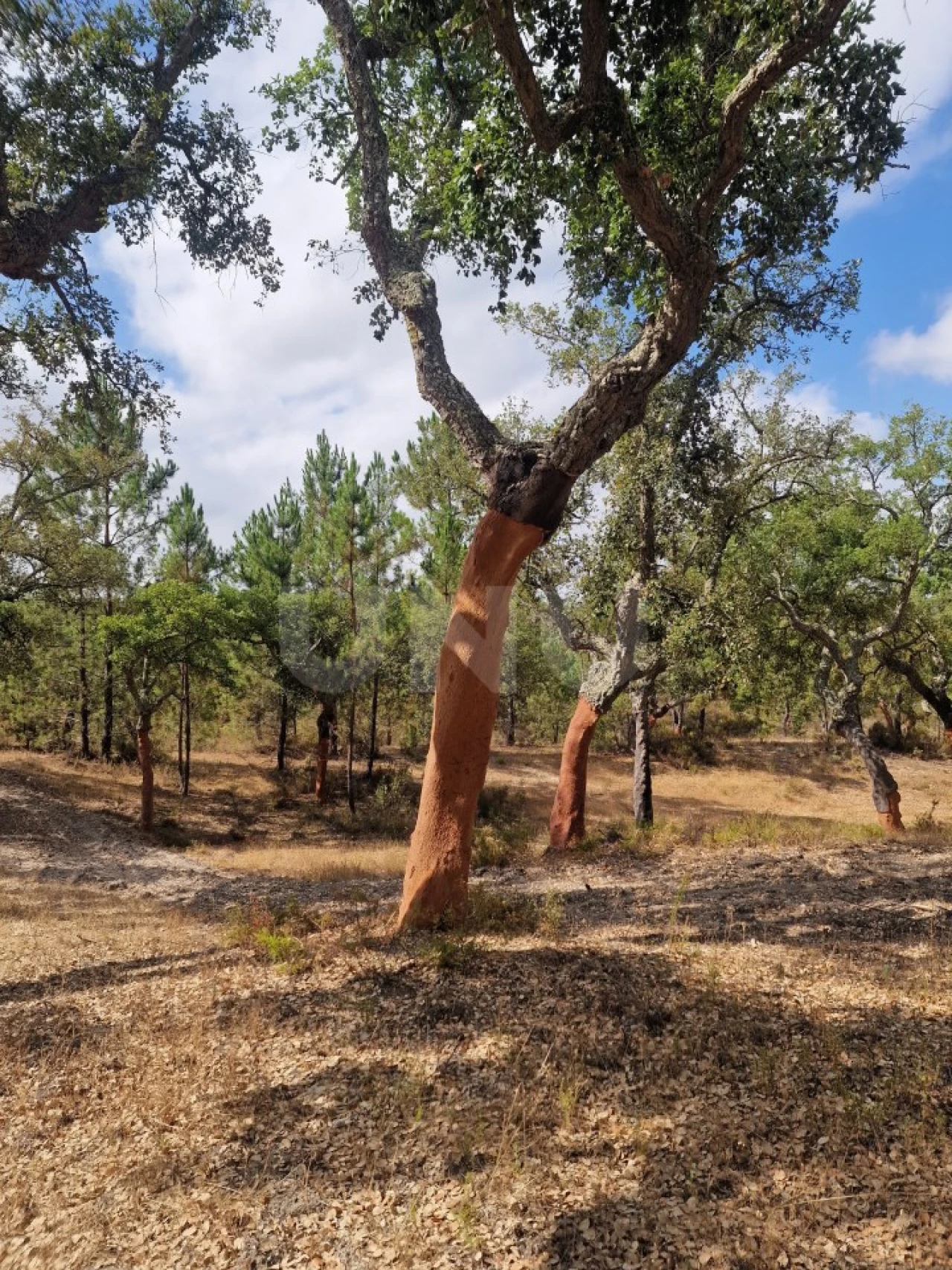Terreno Agricola ou Rústico para Venda em Galveias Foto 19