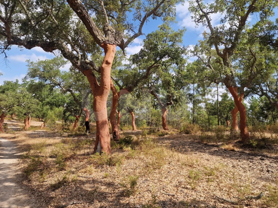 Terreno Agricola ou Rústico para Venda em Galveias Foto 20