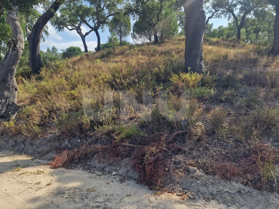 Terreno Agricola ou Rústico para Venda em Galveias Foto 23
