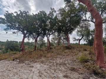 Terreno Agricola ou Rústico para Venda em Galveias