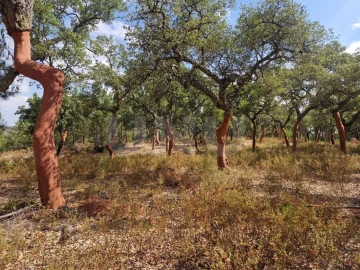 Terreno Agricola ou Rústico para Venda em Galveias