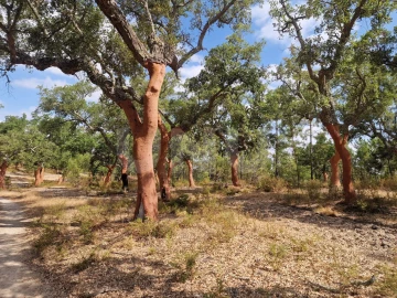 Terreno Agricola ou Rústico para Venda em Galveias