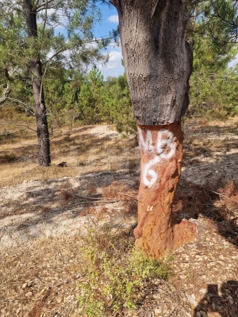 Terreno Agricola ou Rústico para Venda em Galveias