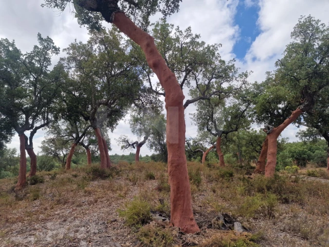 Terreno Agricola ou Rústico para Venda em Galveias Foto 5