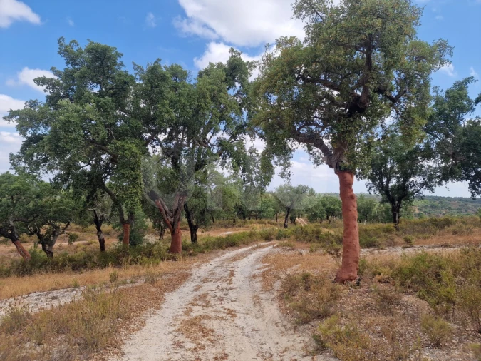 Terreno Agricola ou Rústico para Venda em Galveias Foto 13