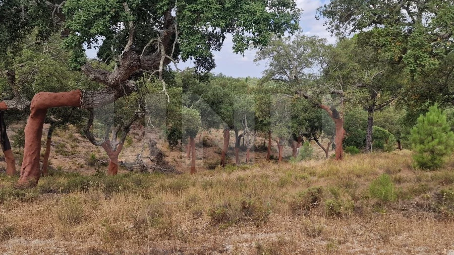 Terreno Agricola ou Rústico para Venda em Galveias