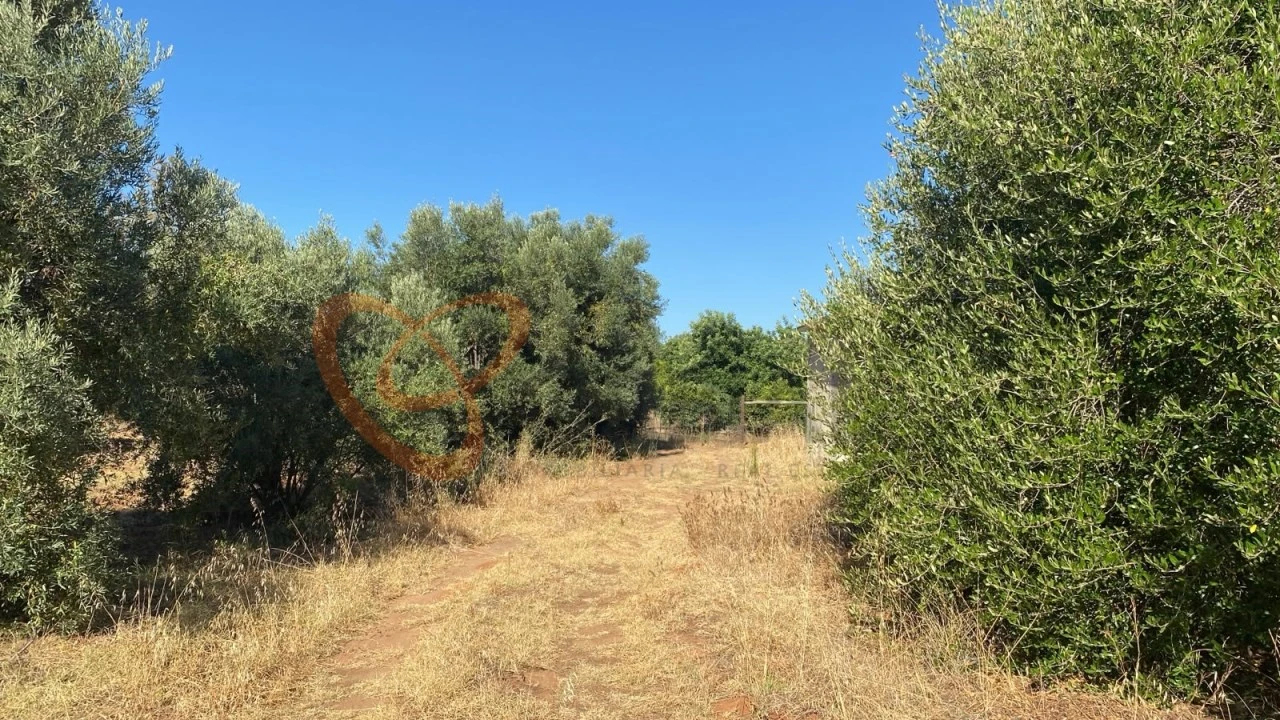 Terreno para Venda em Albufeira e Olhos de Água Foto 10