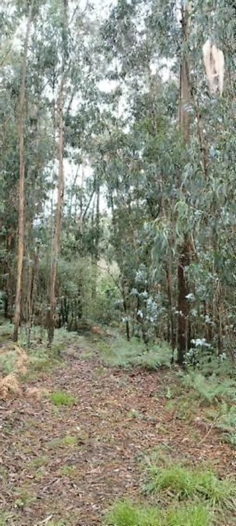 Terreno para Venda em Argoncilhe