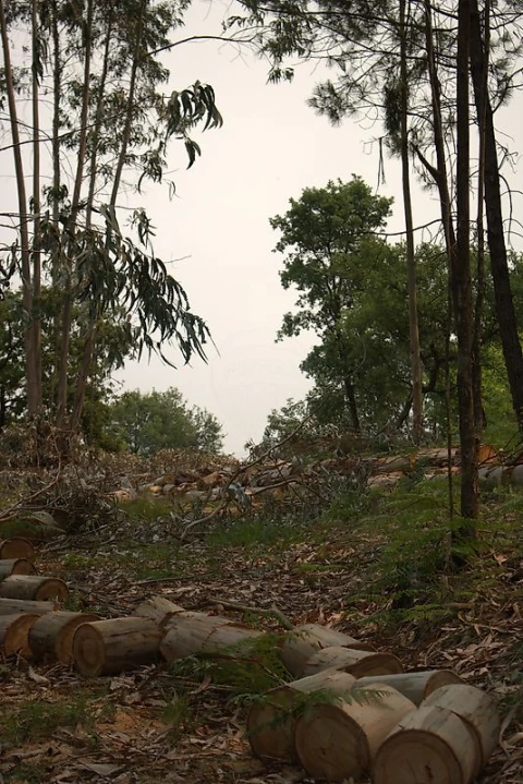 Terreno para Venda em Argoncilhe