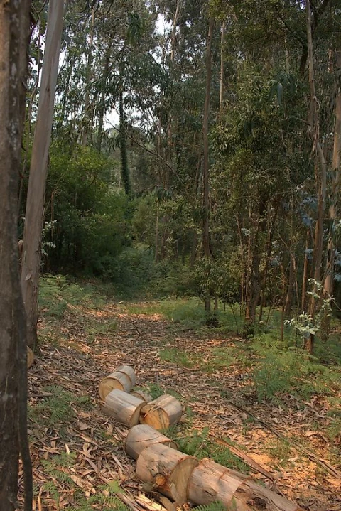 Terreno para Venda em Argoncilhe