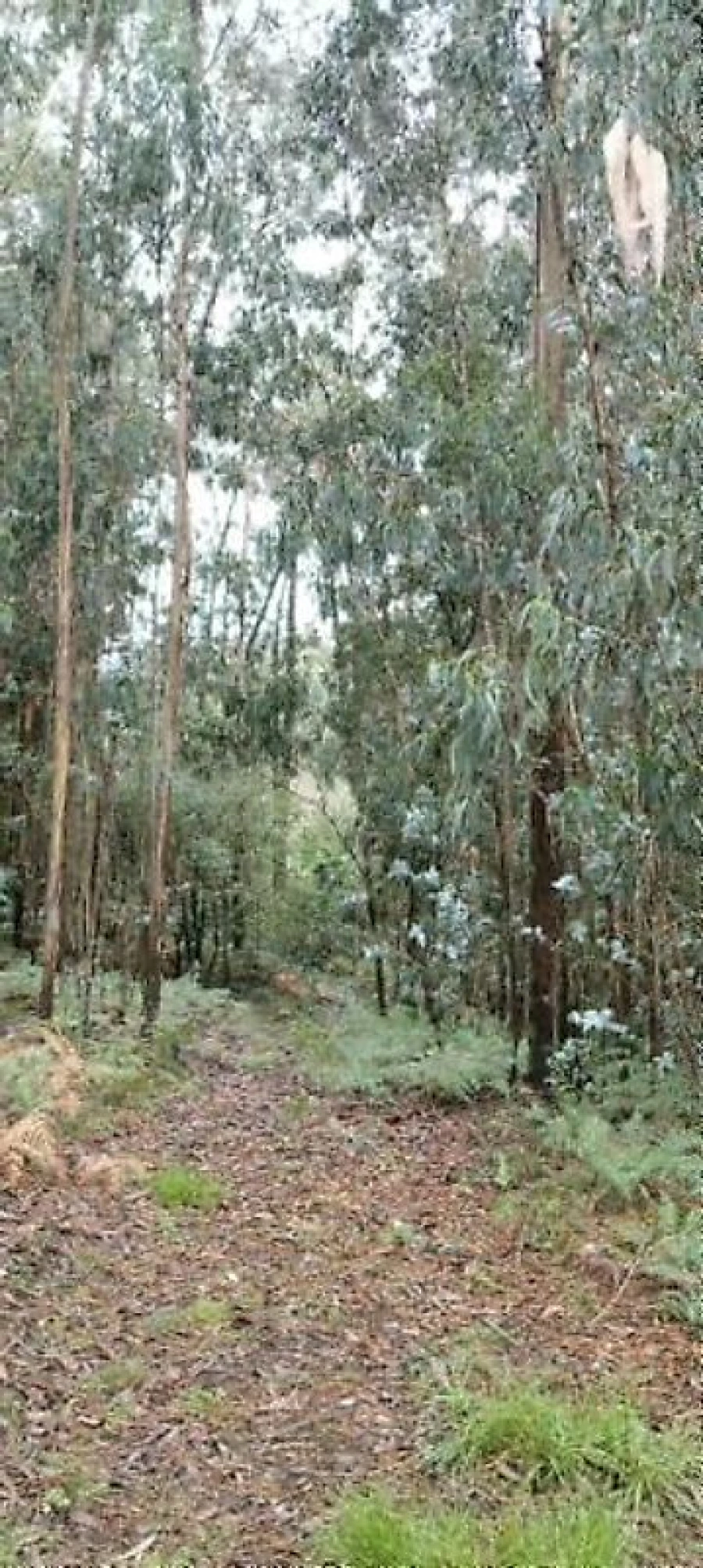 Terreno para Venda em Argoncilhe Foto 12