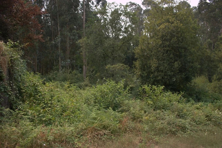 Terreno para Venda em Argoncilhe Foto 10