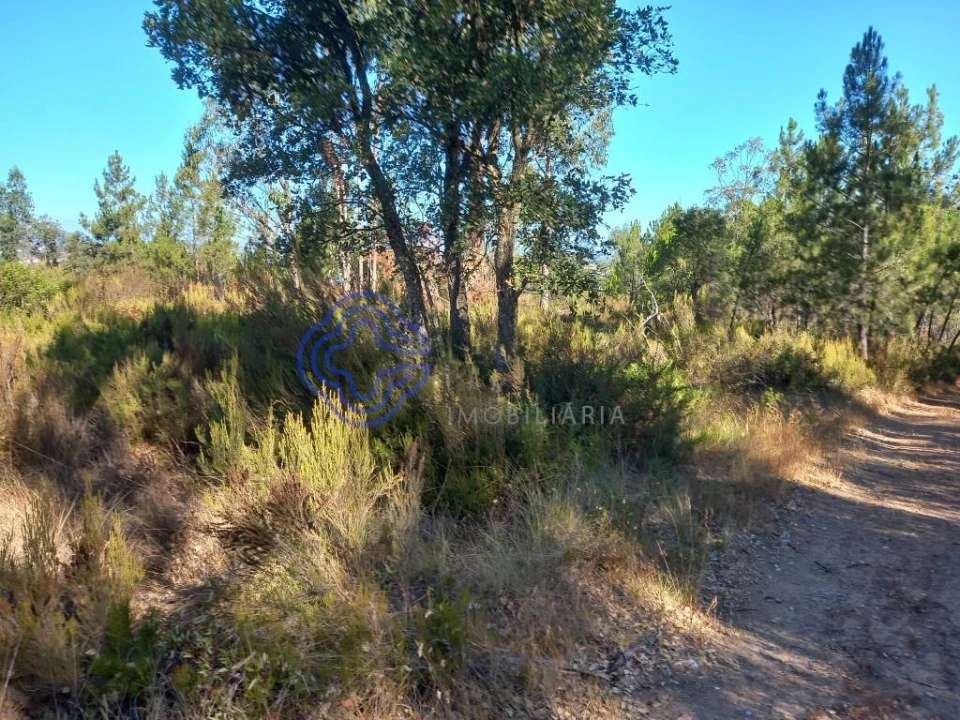 Terreno para Venda em São Pedro de Tomar Foto 9